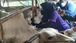 Dinas Pertanian Kota Bandar Lampung Kick Off Vaksinasi PMK