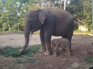 Anak Gajah Sumatera Lahir di Taman Satwa Lembah Hijau