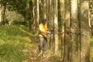 PTPN Siap Menjadi Supporting Co, Optimis Lakukan perbaikan Berkesinambungan