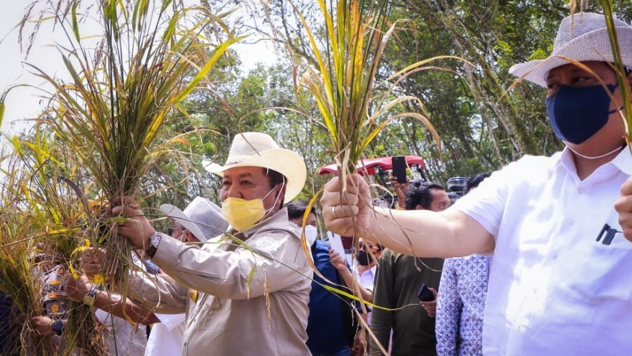 Produksi Padi Lampung Meningkat di Tahun 2022