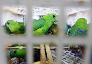 Pengawasan Peredaran Tanaman dan Satwa Langka di Lampung Perlu Sinergi Seluruh Elemen