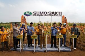 Ditunggu Petani, Benih Jagung Bioteknologi Dengan Keunggulan Ganda Mulai Dipasarkan di Lampung