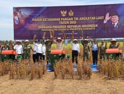 TNI AL Panen Kedelai Varietas Unggulan Garuda Merah Putih di Lampung, Wujud Nyata Komitmen Ketahanan Pangan Nasional