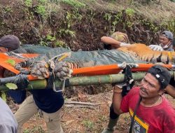 Harimau Sumatera Berhasil Dievakuasi Setelah Masuk Perangkap di Lampung Barat