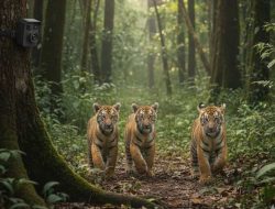 Tiga Anak Harimau Sumatera Terdeteksi di Way Kambas, Jadi Harapan Baru Konservasi