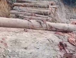 Hutan Lampung Digarong! Lima Tahun Terakhir, 31 Kasus Ilegal Logging Terbongkar