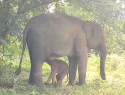 Induk Gajah Yulia Melahirkan Anak Pertama, Harapan Baru bagi Konservasi Gajah Sumatera