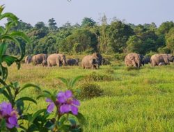 TN Way Kambas Perkuat Strategi Terpadu Tekan Konflik Gajah-Manusia