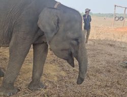 Sepuluh Tahun Bertahan dengan Belalai Buntung, Kisah Erin dan Kesetiaan Mahout di Way Kambas