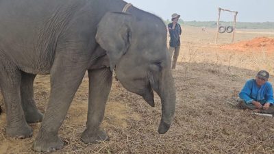 Sepuluh Tahun Bertahan dengan Belalai Buntung, Kisah Erin dan Kesetiaan Mahout di Way Kambas