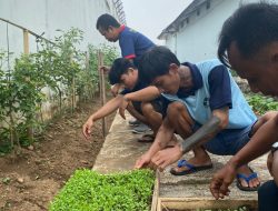 Kembangkan Pembibitan Pakcoy, Lapas Kalianda Dukung Percepatan Aksi Kemenimipas