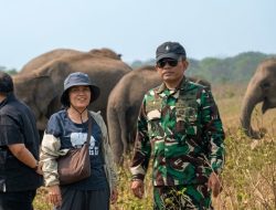 Gajah Way Kambas Dipersiapkan Hidup Tanpa Rantai