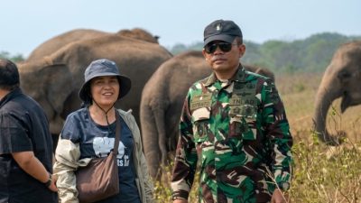 Gajah Way Kambas Dipersiapkan Hidup Tanpa Rantai
