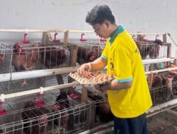 Lapas Kalianda Kembangkan Peternakan Ayam Petelur, Bekali Warga Binaan Keterampilan Usaha